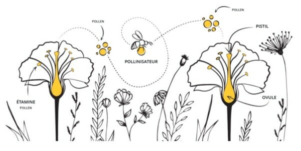 Arbres, plantes et fleurs mellifères pour sauver les abeilles