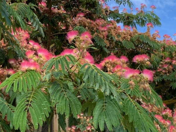 L'albizzia est un arbuste très décoratif, aux magnifiques fleurs vaporeuses – cl. C.P.