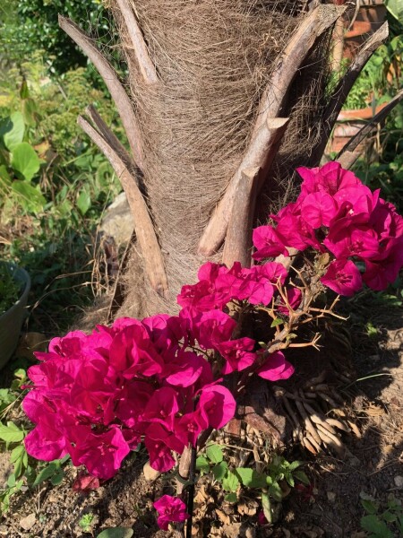 La bougainvillée est une plante spectaculaire aux bractées très colorées - cl. C.P.