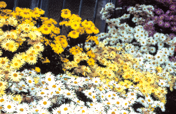 Annuels ou vivaces, les chrysanthèmes sont des fleurs faciles à cultiver - doc. Coll. C.P.