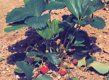 Réponses à 15 questions sur la culture des fraisiers - Jardinier paresseux