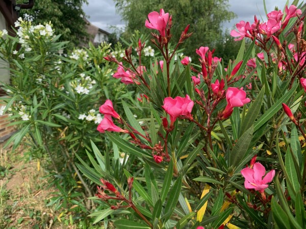 Le laurier rose (avec une variété blanche en arrière plan) est un bel arbuste à floraison estivale abondante - cl. C.P.