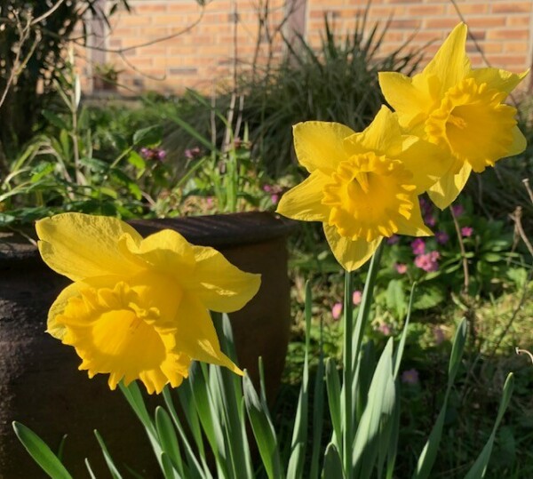 Le narcisse annonce la sortie de l'hiver et enchante nos jardins - cl. C.P.