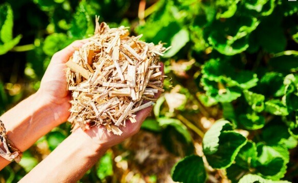 Le paillis de Miscanthis est idéal pour le paillage de vos cultures potagères comme de vos bordures et massifs - doc.  Algoflash Naturasol