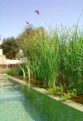 L'épuration d'un bassin de baignade naturel par des plantes - doc. Water Garden