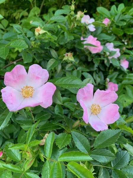 Rose s'il en est, le rosier à cinq pétales un arbuste très résistant ne demandant pratiquement aucun soin. – cl. C.P.