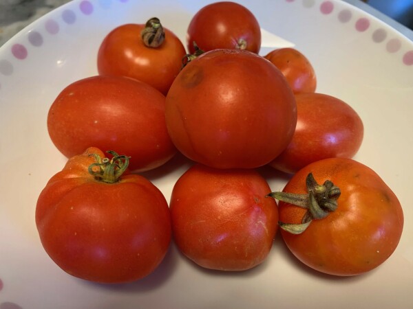 Les petites tomates de fin de saison sont idéale pour être confites - cl. C.P.